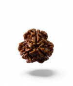 3 Mukhi Rudraksh Small - Image 2