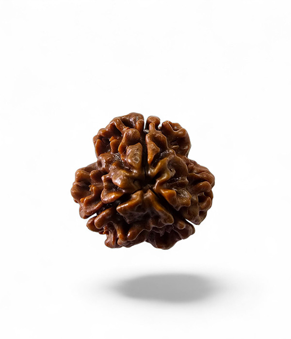 3-Mukhi-Rudraksh-Product-1 3 Mukhi Rudraksh Small - Image 2
