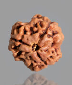 3 Mukhi Rudraksh Small