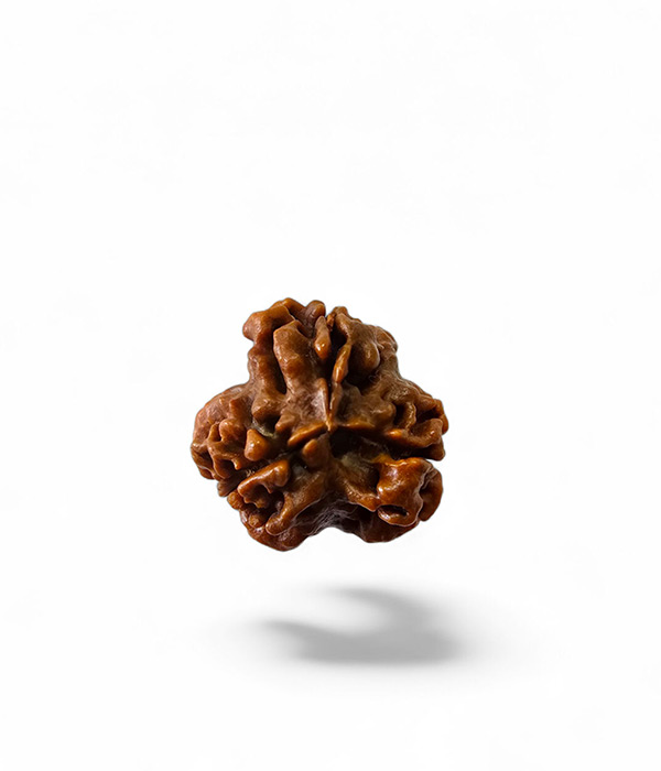3-Mukhi-Rudraksh-Product-2 3 Mukhi Rudraksh Small - Image 3
