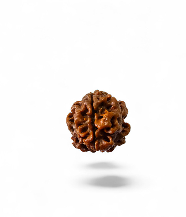 3-Mukhi-Rudraksh-Product-3 3 Mukhi Rudraksh Small - Image 4