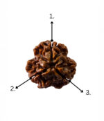 3 Mukhi Rudraksh Small - Image 5
