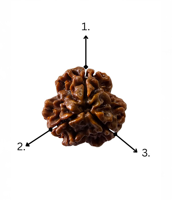 3-Mukhi-Rudraksh-Product-4 3 Mukhi Rudraksh Small - Image 5