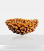 1 Mukhi Half Moon Shaped Rudraksh (Indian)