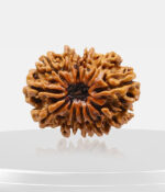 12 Mukhi Rudraksh