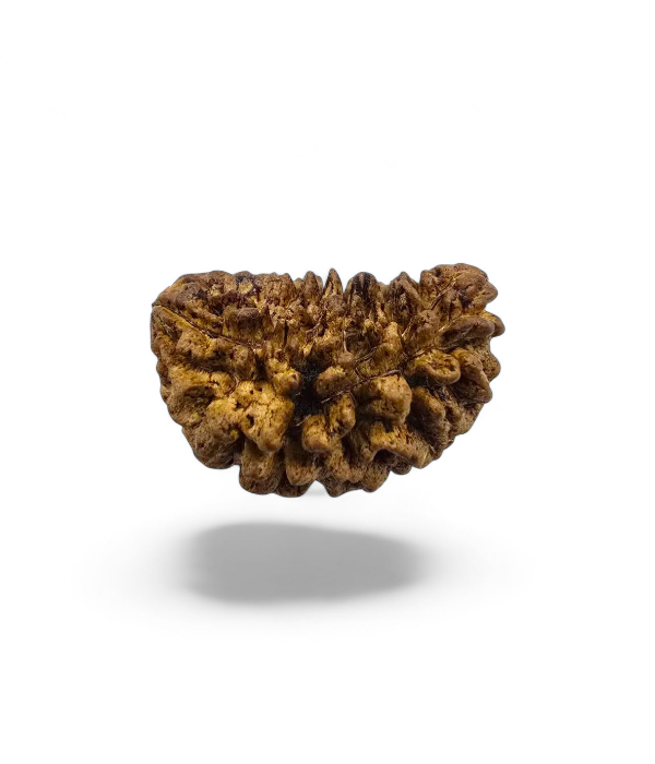1mukhimoonshaped-Ver-1 1 Mukhi Half Moon Shaped Rudraksh (Indian) - Image 2