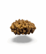 1 Mukhi Half Moon Shaped Rudraksh (Indian) - Image 3
