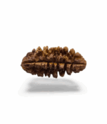 1 Mukhi Half Moon Shaped Rudraksh (Indian) - Image 4
