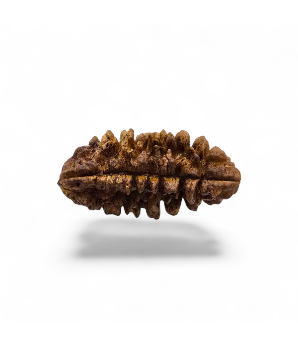 1mukhimoonshaped-Ver-3 1 Mukhi Half Moon Shaped Rudraksh (Indian) - Image 4