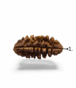 1 Mukhi Half Moon Shaped Rudraksh (Indian) - Image 5