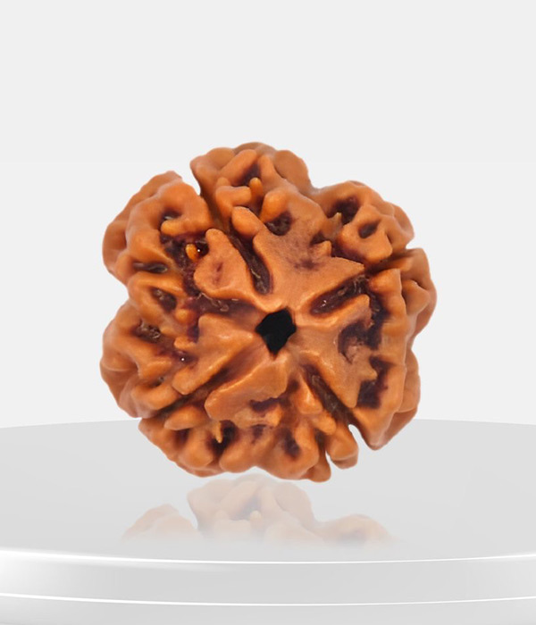 4-Mukhi-Rudraksh-Product 4 Mukhi Rudraksh - Image 1