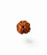4 Mukhi Rudraksh - Image 2