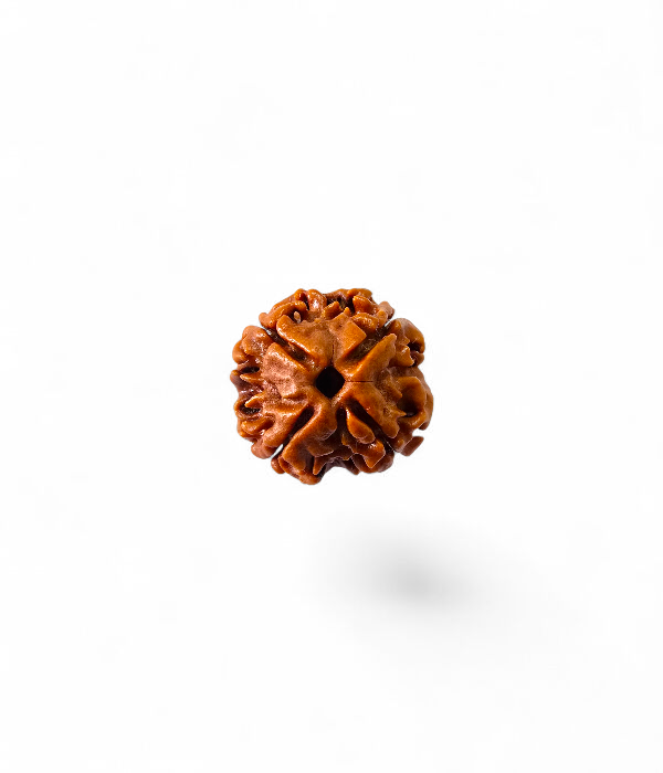 4 Mukhi Rudraksh-Ver-1 4 Mukhi Rudraksh - Image 2