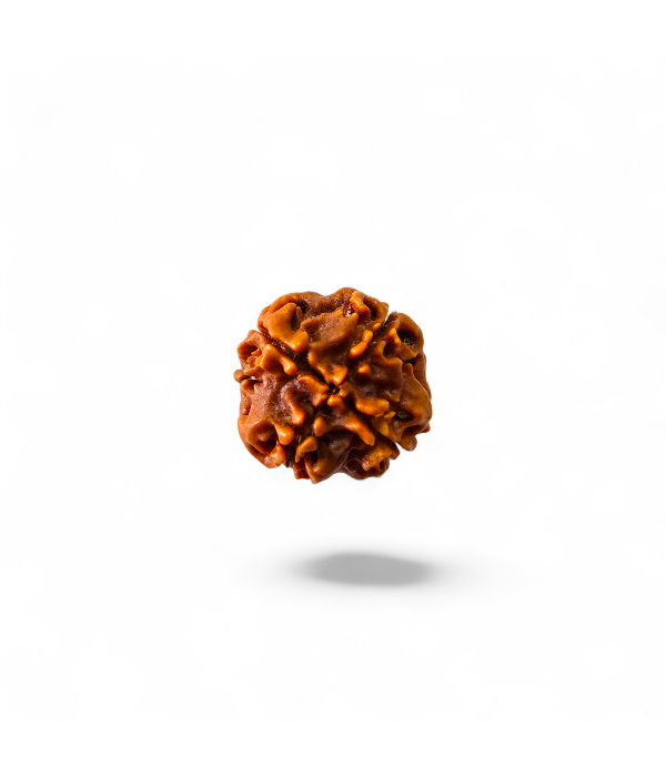 4 Mukhi Rudraksh-Ver-2 4 Mukhi Rudraksh - Image 3