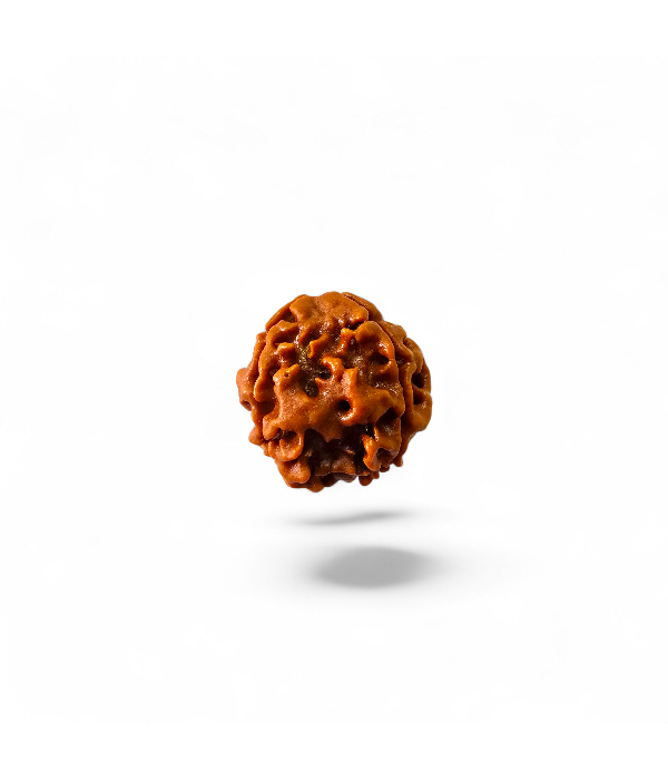 4 Mukhi Rudraksh-Ver-3 4 Mukhi Rudraksh - Image 4