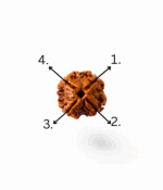 4 Mukhi Rudraksh - Image 5
