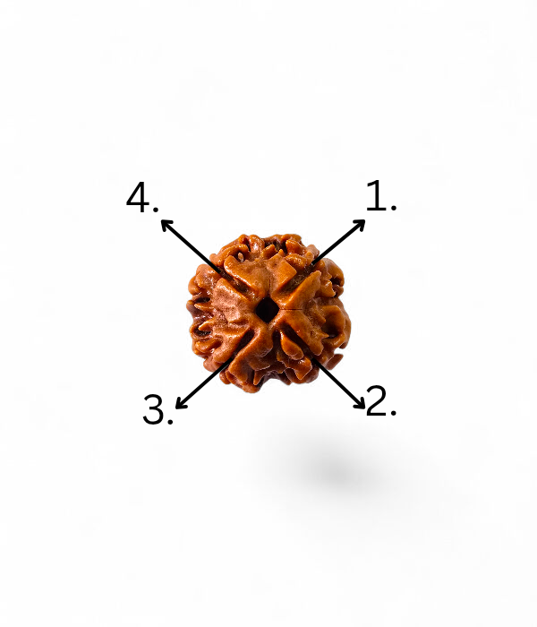 4 Mukhi Rudraksh-Ver-4 4 Mukhi Rudraksh - Image 5