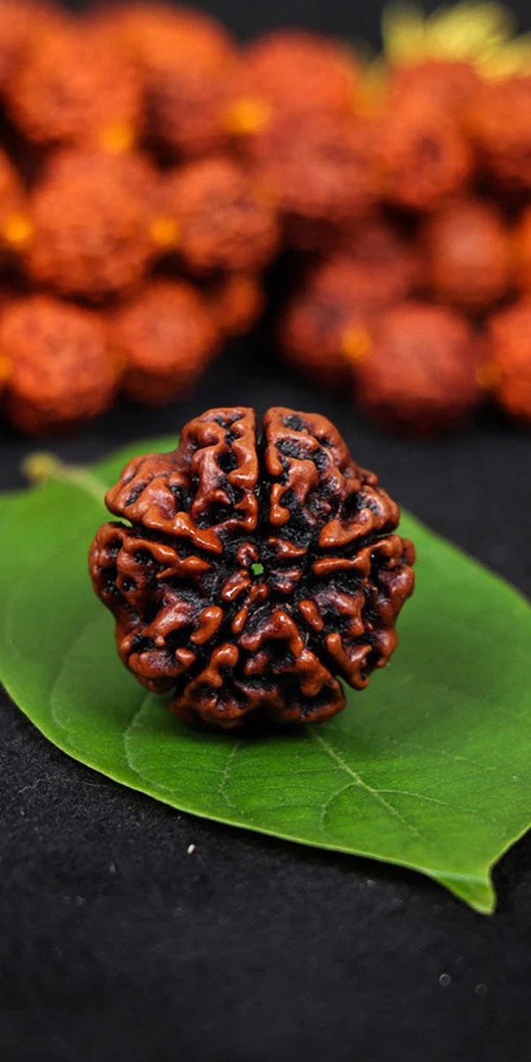 5-Mukhi-Nepa-Rudraksh