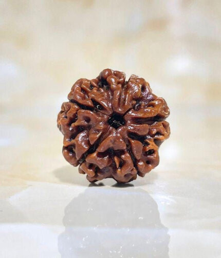5 Mukhi Rudraksh