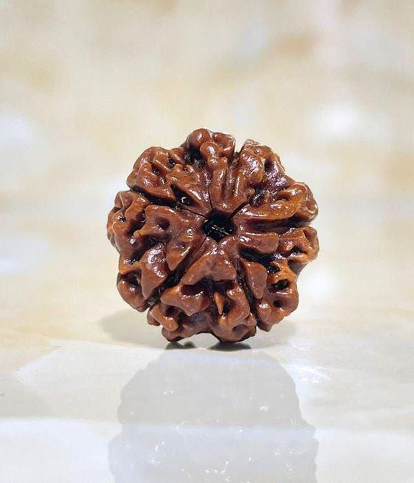 5-Mukhi-Rudraksh-Product 5 Mukhi Rudraksh - Image 1