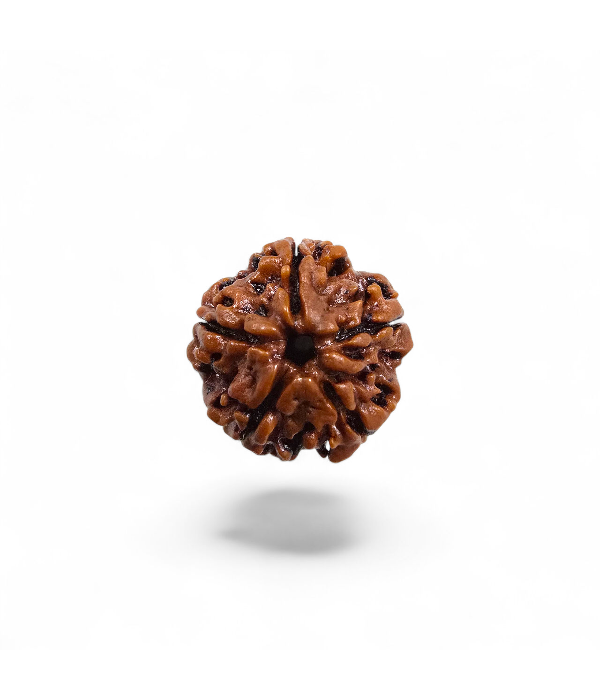 5 Mukhi Rudraksh-Ver-1 5 Mukhi Rudraksh - Image 2