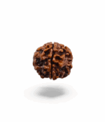 5 Mukhi Rudraksh - Image 3