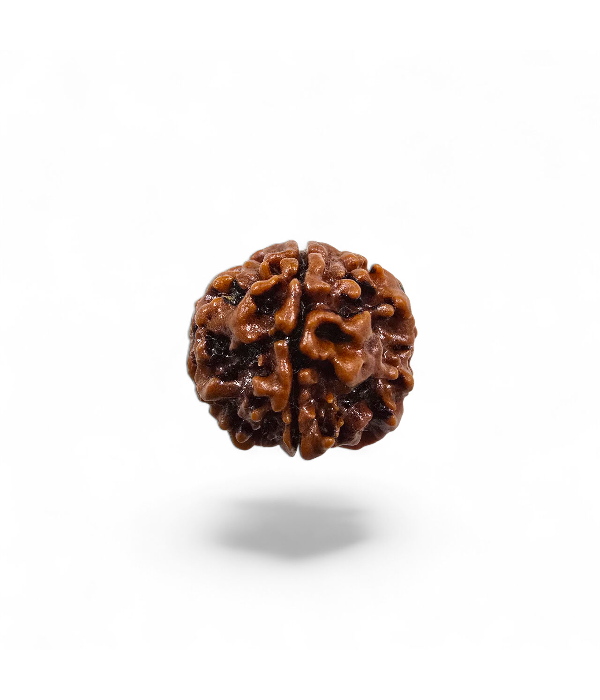 5 Mukhi Rudraksh-Ver-2 5 Mukhi Rudraksh - Image 3