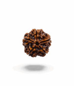 5 Mukhi Rudraksh - Image 4