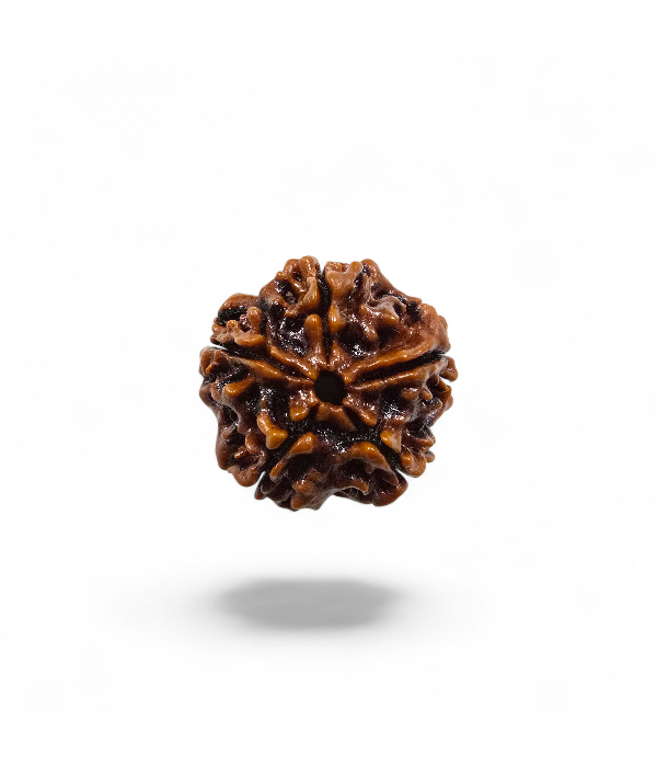 5 Mukhi Rudraksh-Ver-3 5 Mukhi Rudraksh - Image 4