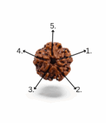 5 Mukhi Rudraksh - Image 5
