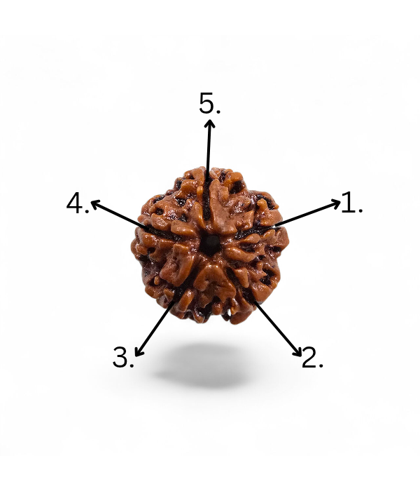 5 Mukhi Rudraksh-Ver-4 5 Mukhi Rudraksh - Image 5