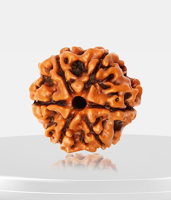6-Mukhi-Rudraksh-Product 6 Mukhi Rudraksh - Image 1