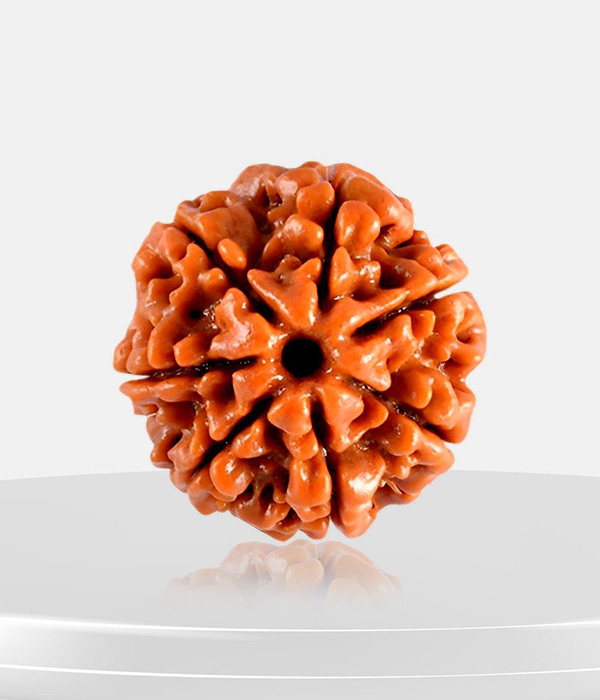 7-Mukhi-Rudraksh-Product 7 Mukhi Rudraksh - Image 1