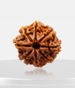 8 Mukhi Rudraksh