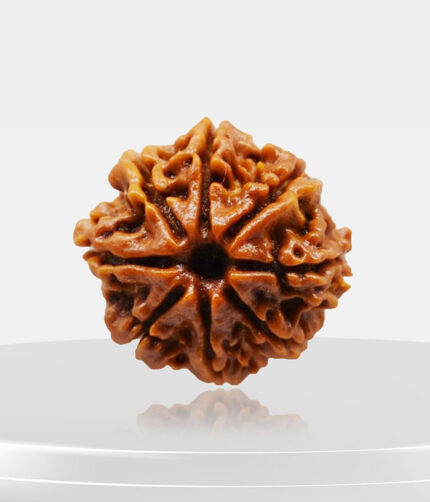 8 Mukhi Rudraksh