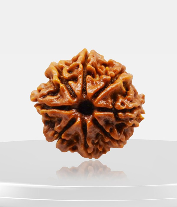 8-Mukhi-Rudraksh-Product 8 Mukhi Rudraksh - Image 1