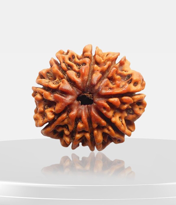 9-Mukhi-Rudraksh-Product 9 Mukhi Rudraksh - Image 1