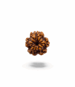 1 Mukhi Round Rudraksh - Image 2