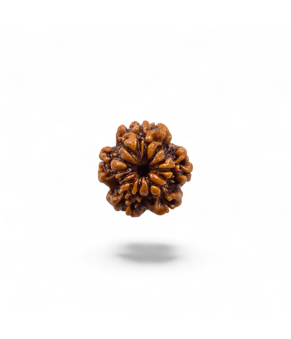 1 Mukhi Round Rudraksh-Ver-1 1 Mukhi Round Rudraksh - Image 2