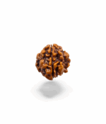 1 Mukhi Round Rudraksh - Image 3