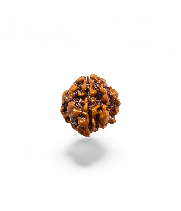 1 Mukhi Round Rudraksh-Ver-2 1 Mukhi Round Rudraksh - Image 3