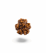 1 Mukhi Round Rudraksh - Image 4