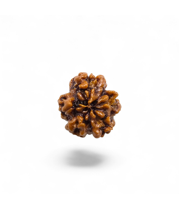 1 Mukhi Round Rudraksh-Ver-3 1 Mukhi Round Rudraksh - Image 4