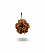 1 Mukhi Round Rudraksh - Image 5
