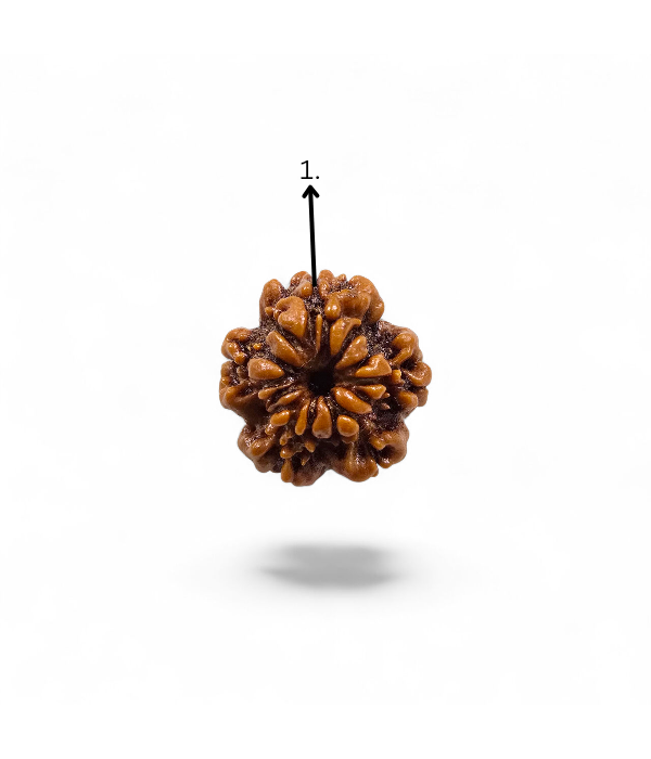 1 Mukhi Round Rudraksh-Ver-4 1 Mukhi Round Rudraksh - Image 5
