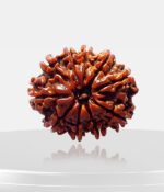 10 Mukhi Rudraksh