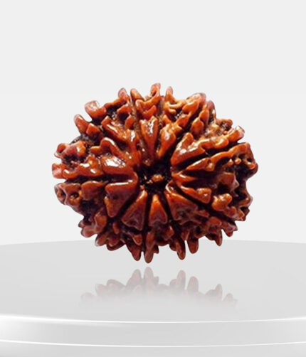 10 Mukhi Rudraksh