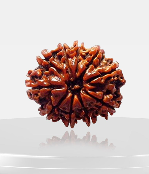 10-Mukhi-Rudraksh-Product-1 10 Mukhi Rudraksh - Image 1