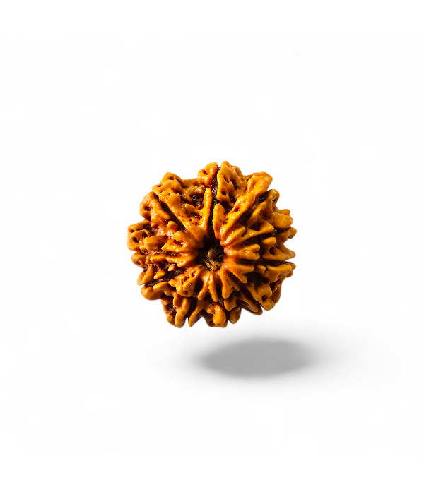 10 Mukhi Rudraksh-Ver-1 10 Mukhi Rudraksh - Image 2
