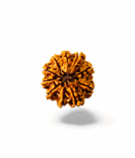 10 Mukhi Rudraksh - Image 3